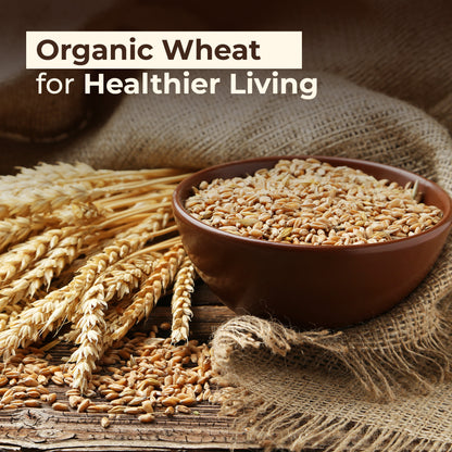 Bhaliya Wheat